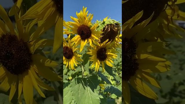 Dyna-Gro Sunflower hybrids смотреть онлайн