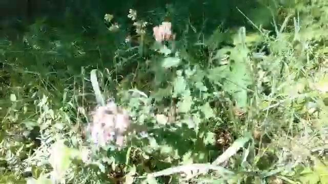 В ТЕМПЕ РОСТА ПРИРОДНОГО... смотреть онлайн