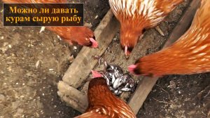 Можно ли давать курам сырую рыбу