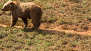 КАК БЫСТРО БЕГАЮТ МЕДВЕДИ И МОГУТ ЛИ ОБОГНАТЬ МАШИНУ? РЕЗУЛЬТАТ ВАС УДИВИТ!
