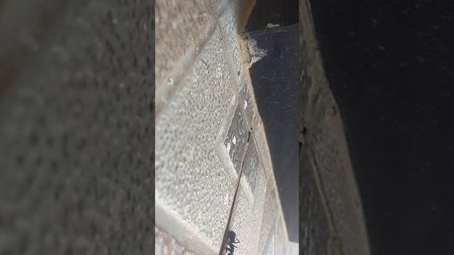 Ants (Pachycodyla CF.verenae) fight смотреть онлайн