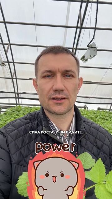Молодые саженцы готовятся к рассылке #саженцы #малина #смородина #садыроссии смотреть онлайн