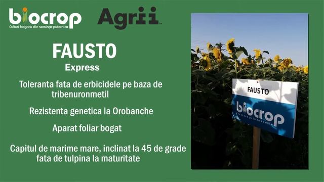 Informatii tehnice despre hibridul de porumb VESTAS si hibridul de floarea-soarelui Fausto смотреть онлайн