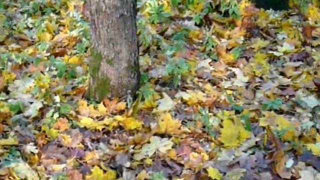 По Шуваловскому парку на велике. смотреть онлайн