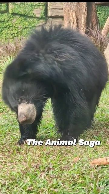 Bear Funny Mode #bear #shorts #ytshorts #funnyshorts смотреть онлайн