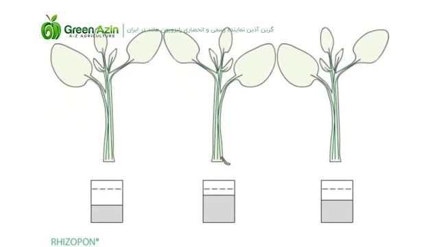 Why roots are formed with Rhizopon | چرا و چگونه ریشه زایی با هورمون رایزوپون هلند смотреть онлайн