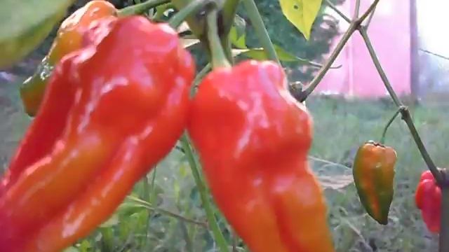 hybrid hot pepper-habanero chocolate x hot lemon x acrata смотреть онлайн