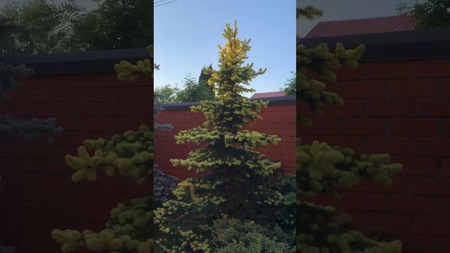 Ель колючая Майголд. Picea pungens Maigold смотреть онлайн