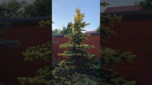 Ель колючая Майголд.                Picea pungens Maigold