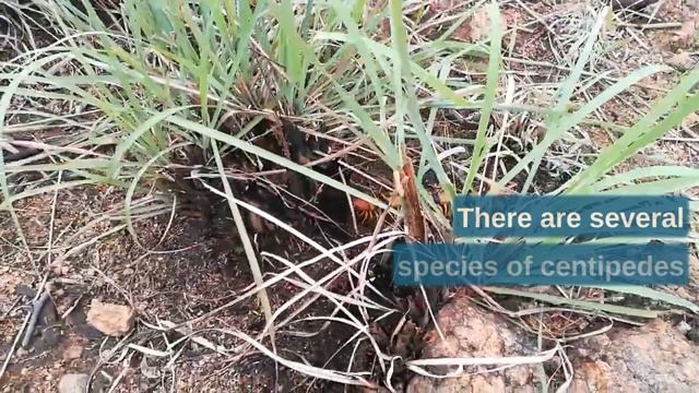 Exploring the Phylum Arthropoda | General features and Classification смотреть онлайн