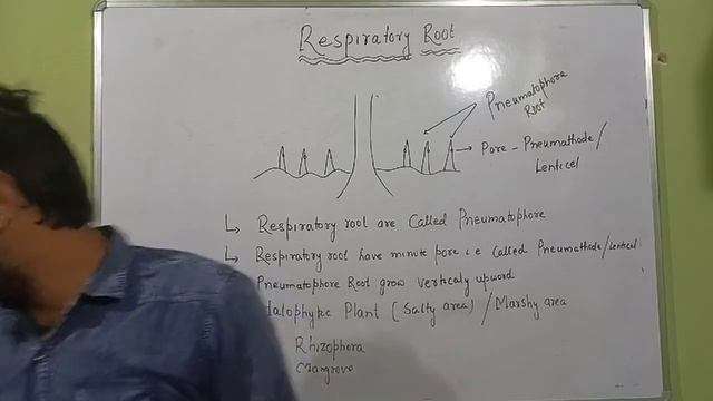 Respiratory Root l Morphology Of Flowering Plant l pneumatophore Roots l Halophytic plant l смотреть онлайн