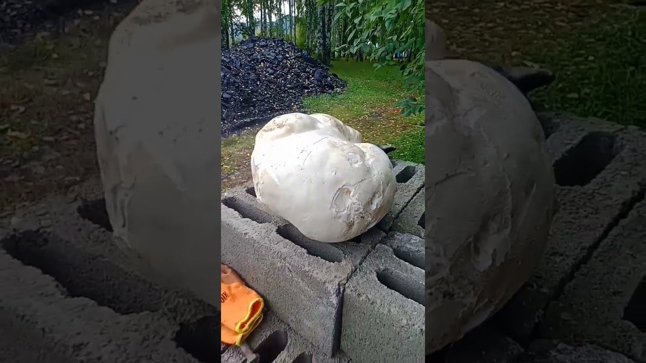 Гриб Дождевик . ВКО съедобный очень вкусный гиб смотреть онлайн