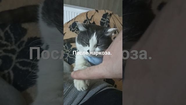 .. ищет ласки, после стерилизации. смотреть онлайн
