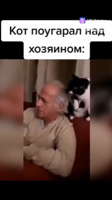 кот поугарал над хозяином 🤣🤣😅