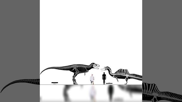 Bistahieversor And Sigilmassasaurus Size Comparison смотреть онлайн