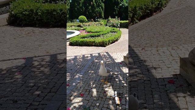 Чайка пришла в гости .Крым, Айвазовское.😊🌅🌞💕💐24.05.24 смотреть онлайн