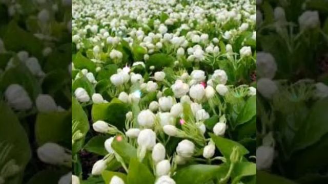 jasmine is a Plant | jasmine beauty flower смотреть онлайн