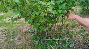 Чёрная смородина КАК подвязать Новинка Лайвхак