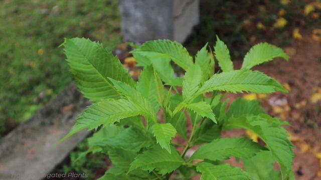 Tecoma Stans Views | Tecoma Stans Tip | Harry Variegated Plants.