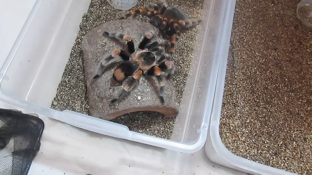 SUCCESS: Brachypelma smithi breed смотреть онлайн