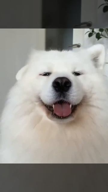 Белый самоед танцует. Собака играет ушками. смотреть онлайн