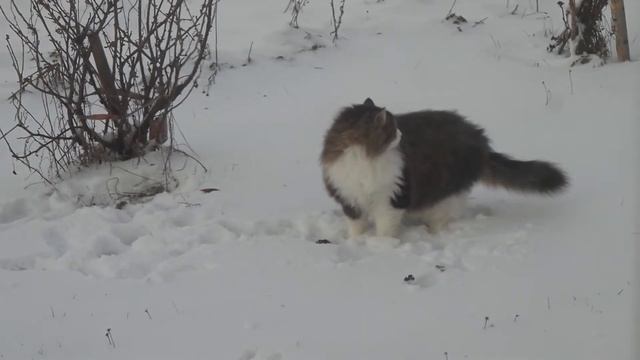 Сорока украла мышь у кота смотреть онлайн
