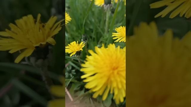 Весна. смотреть онлайн