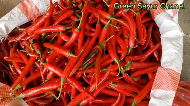 Harga sayuran dan bawang serta cabai hari ini cukup stabil dipasar induk sukomoro nganjuk смотреть онлайн