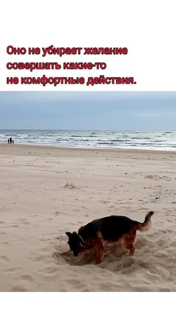 Почему собаки не понимают наказания. смотреть онлайн