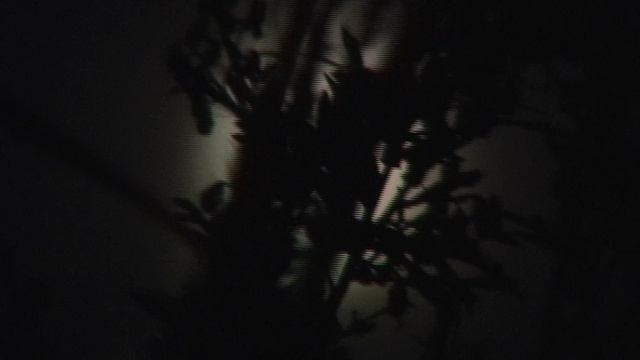 луна через траву