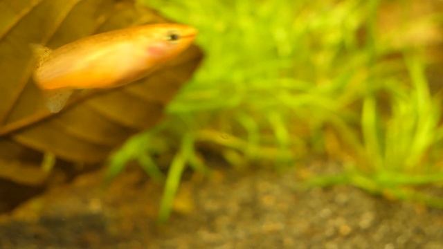 Stahlblauer Prachtkärpfling - Fundulopanchax gardneri смотреть онлайн