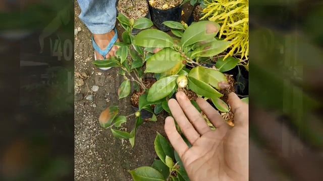 Budidaya bunga Camelia harga murah 0813 3559 5273 смотреть онлайн
