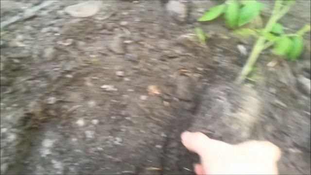 Рассада, рассада. Помидор.