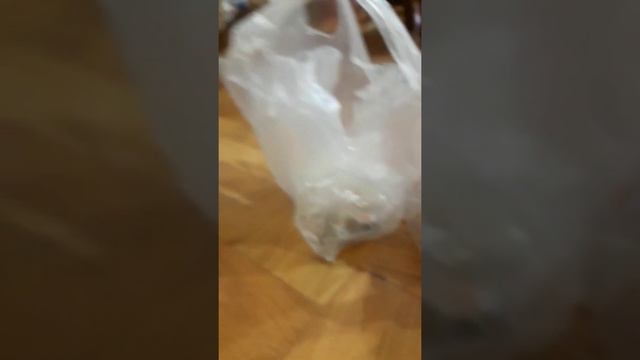 что нужно для хомяка если вы его покупаете смотреть онлайн