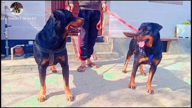 डॉग मेला ₹.3500 मे | American bully | Rottweiler | Kci registered Labrador | सब मिलेगा सबसे सस्ते म смотреть онлайн