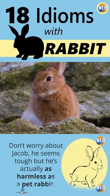Rabbit Idioms #shorts смотреть онлайн