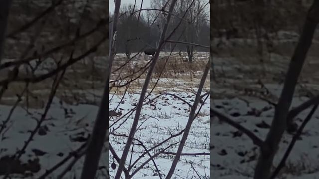 лось третий смотреть онлайн