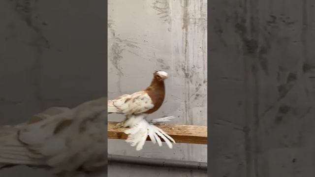 Эпические Двухчубые Голуби. Двухчубые голуби. Tauben. Pigeons. Palomas. Pombos. 비둘기. смотреть онлайн