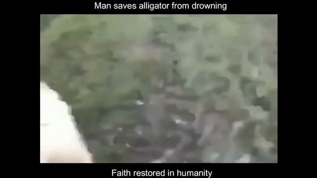 Alligator saved by heroic man смотреть онлайн