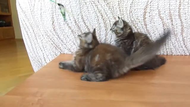 Елана и Ельшанка 10 нед. смотреть онлайн