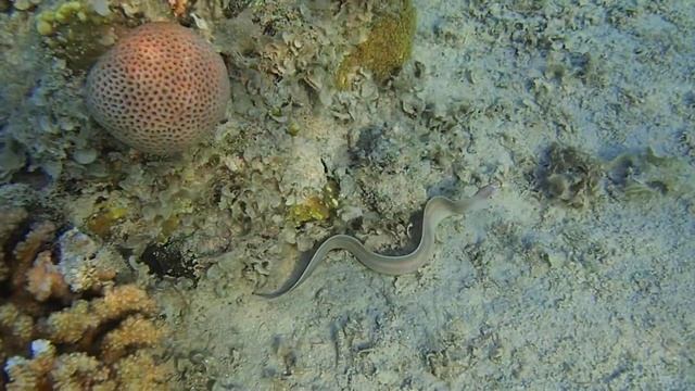 перечная мурена на кочке у отеля Пирамиза смотреть онлайн