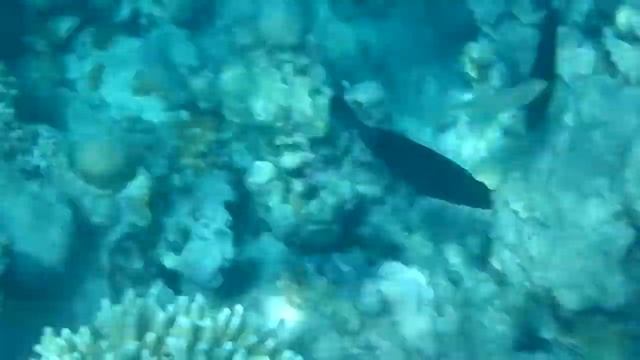 Picassofish смотреть онлайн