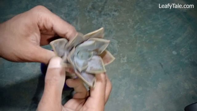 I sowed beautiful Echeveria Strictiflora Bustamante in my pot and today my 4th day gardening смотреть онлайн