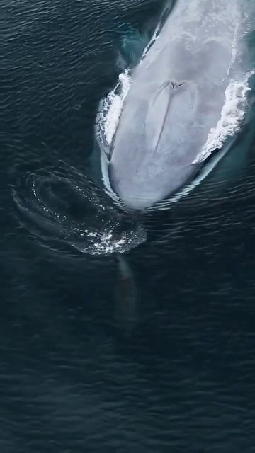 🐋Найбільша істота на планеті.Синій кит досягає 33 метри у довжину і маси понад 150 тонн смотреть онлайн