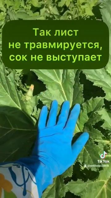 #борщевик вызывает #ожоги, только если #сок попал на кожу, а потом под #солнце. #антиборщевик #лето смотреть онлайн