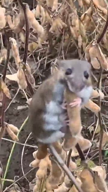 funny video this hunter dogs needs an eye doctor for sure #shorts смотреть онлайн