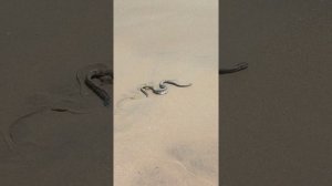 most venomous sea Snake #short #shorts #worldofseaandwild