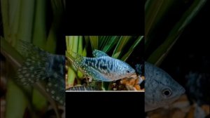 почему Гурами гоняет рыбу в аквариуме