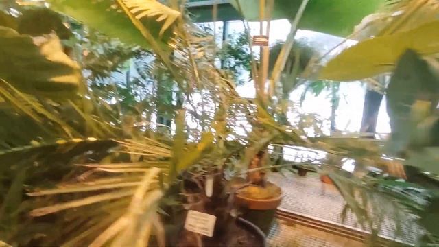 Викторная оранжерея в Аптекарском огороде Ботанического сада МГУ смотреть онлайн