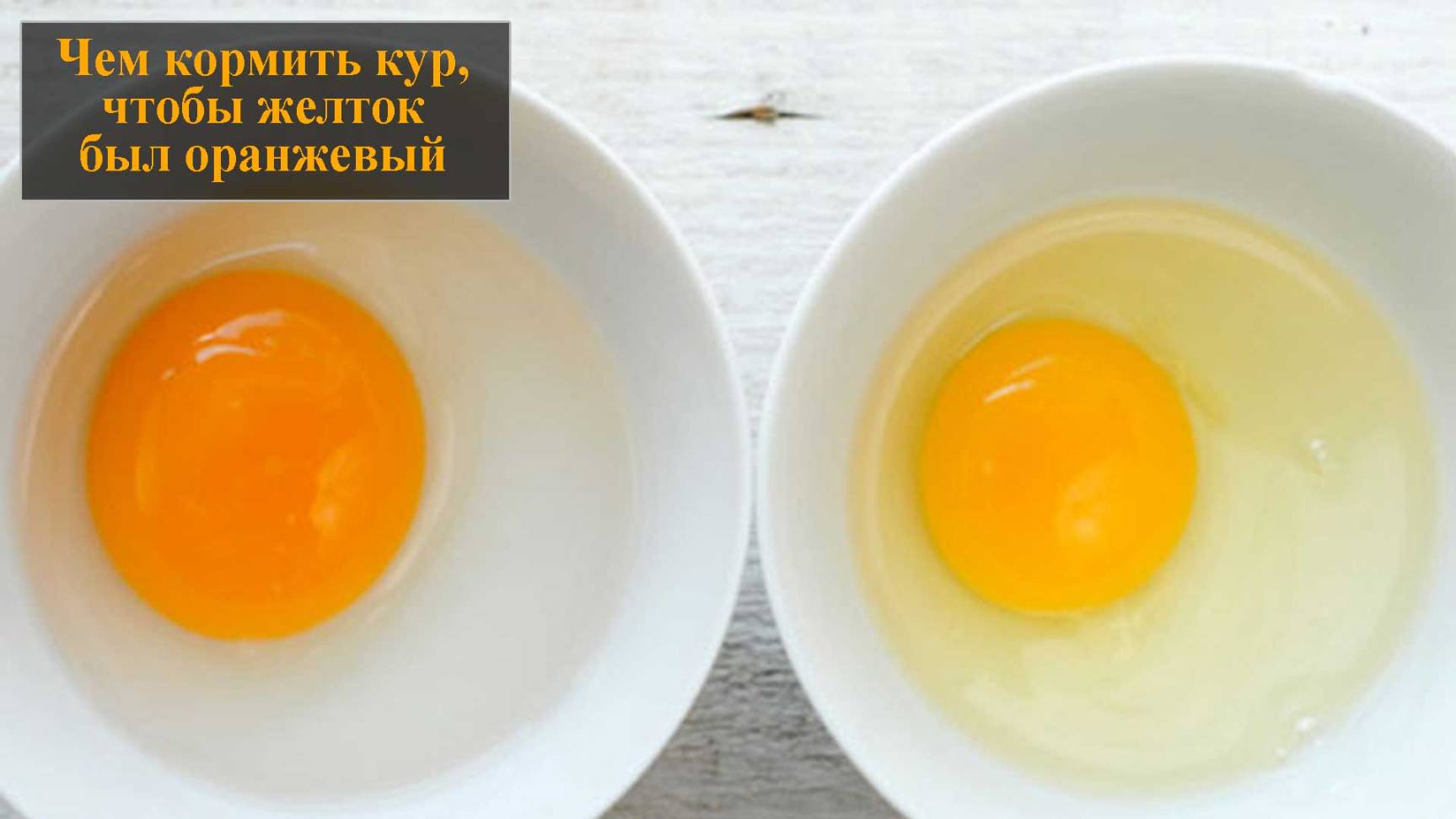 Оранжевый желток у кур смотреть онлайн
